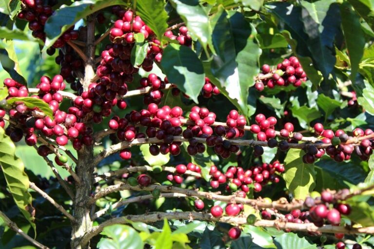 Finca cafetalera en Colomba Costa Cuca